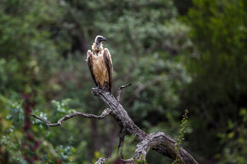 White backed Vulture standing on a dead branch in Kruger National park, South Africa ; Specie Gyps...