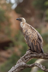 White backed Vulture standing on a log in Kruger National park, South Africa ; Specie Gyps africanus family of Accipitridae