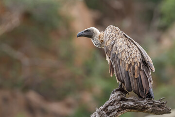 White backed Vulture standing on a log in Kruger National park, South Africa ; Specie Gyps africanus family of Accipitridae