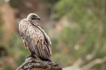 White backed Vulture standing on a log in Kruger National park, South Africa ; Specie Gyps africanus family of Accipitridae