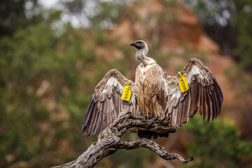 White backed Vulture spreading wings under rain in Kruger National park, South Africa ; Specie Gyps...