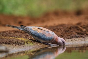 Fototapeta premium Laughing Dove drinking at waterhole in Kruger National park, South Africa ; Specie Streptopelia senegalensis family of Columbidae