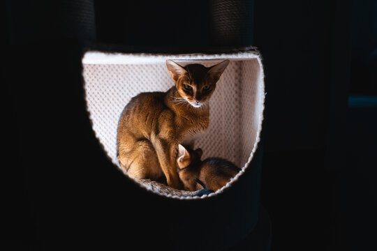 funny abyssinian cat with small kitten sitting in modern soft pet house