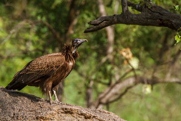 Hooded vulture standing on a rock in Kruger National park, South Africa ; Specie family Necrosyrtes monachus of Accipitridae