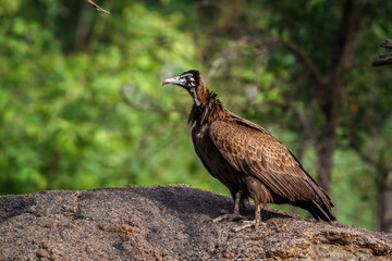 Hooded vulture standing on a rock in Kruger National park, South Africa ; Specie family Necrosyrtes monachus of Accipitridae