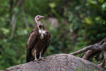 Hooded vulture front view standing on a rock in Kruger National park, South Africa ; Specie family Necrosyrtes monachus of Accipitridae