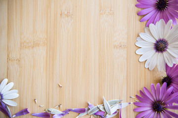 Beautiful white and purple Osteospermum flowers on a wooden