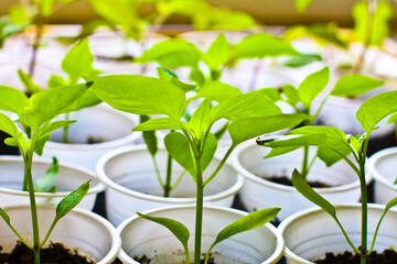 Fresh green leaves and stems of a young plants