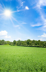 Field with green alfalfa and bright sun in the blue sky. Vertical photo.