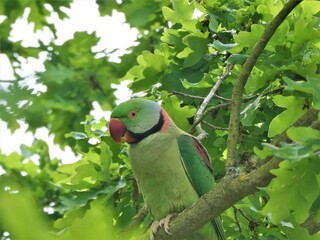 Grüner Papagei