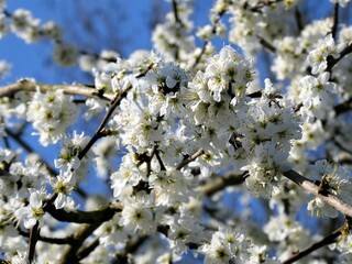 Wei&szlig;e Blumen und Pflanzen