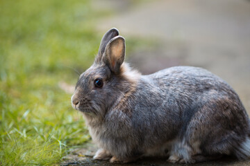 Fototapeta premium Hase