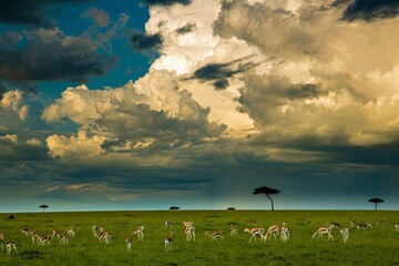 Fototapeta premium A heard of Thompson's Gazelles on the Maasai Mara savannah with a dramatic cloud in background, Kenya, Africa
