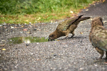 Neuseeländischer Kea. Bergpapagei auf einem Parkplatz am Milford Sound.
