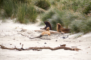 Seelöwen am Strand von Sandfly Beach in Neuseeland.