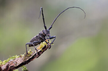 Macro photography of a great capricorn beetle (Cerambyx cerdo) on its natural environment. Big...