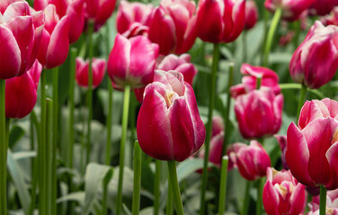 Fototapeta premium Tulpen