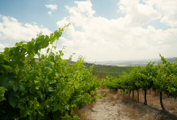 Fototapeta na wymiar Rows of green vineyards growing in the agricultural valley. Israel.