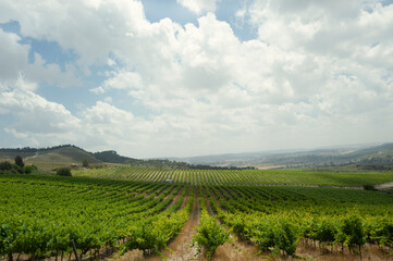 Fototapeta na wymiar Rows of green vineyards growing in the agricultural valley. Israel.