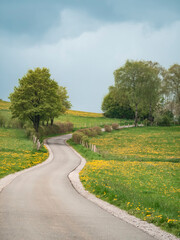 Fototapeta na wymiar Road leads through green landscape with blooming dandelion plants Taraxacum. It's May, trees and shrubs have fresh leaves. Brilon in Sauerland Germany during a break in the rain.