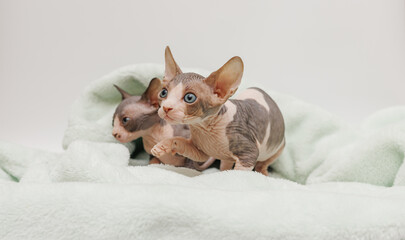 Small kittens of the sphinx breed on a gray background. Cute pets play and relax in a soft towel.