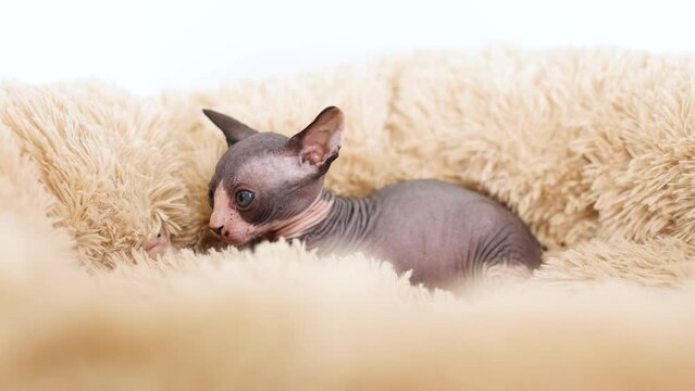 Small kittens of the sphinx breed on a gray background. Cute pets play and relax in a soft towel.