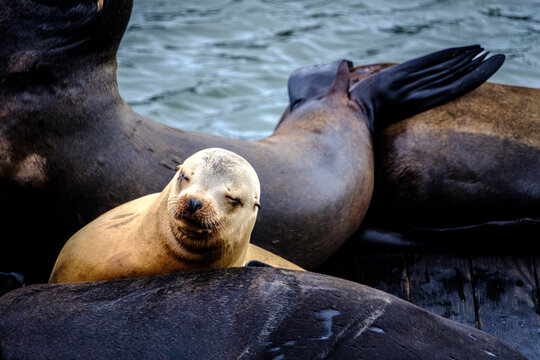 Baby sea lion resting