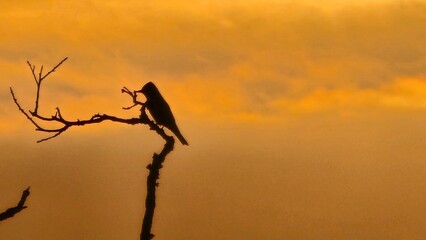 Fototapeta na wymiar silhouette of a bird on a tree