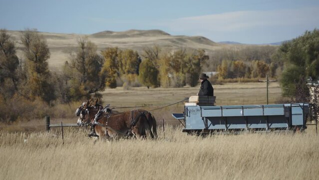 Mules pull wagon through golden autumn grasses on Montana farm with cottonwoods