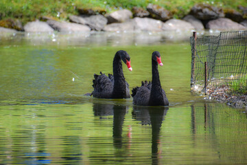 Fototapeta premium Black swan or Cygnus atratus