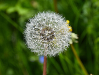 A dandelion about to be reborn