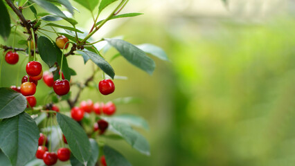 Obraz premium ripe cherries on a branch. the concept of cherry growing and harvesting