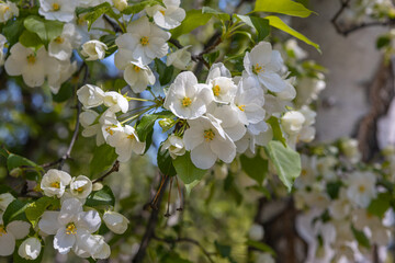White flowering apple trees in the rays of the sun. Spring season, spring colors