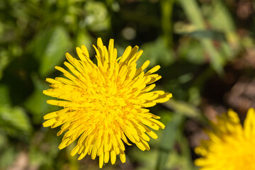 Yellow dandelions. Bright flowers dandelions on background of green spring meadows.