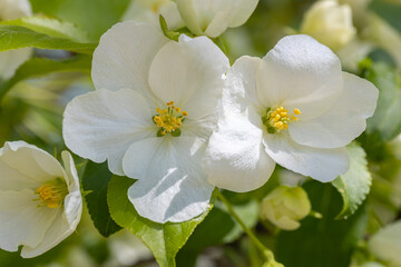 Obraz premium White flowering apple trees in the rays of the sun. Spring season, spring colors
