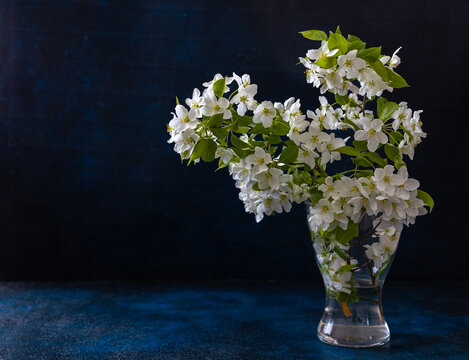 a sprig of a blooming apple tree in a glass vase on a dark blue background