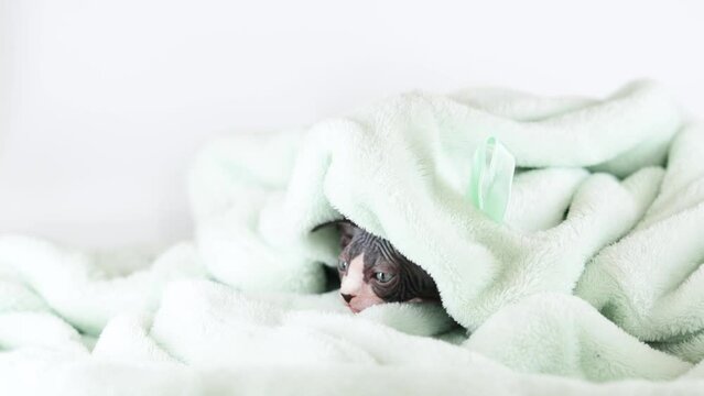 Small kittens of the sphinx breed on a gray background. Cute pets play and relax in a soft towel.