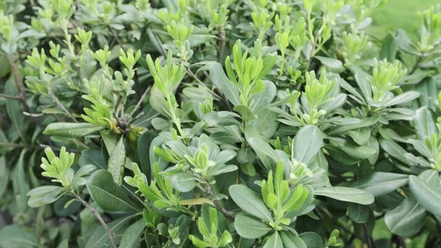 Boxwood of the Boxwood family