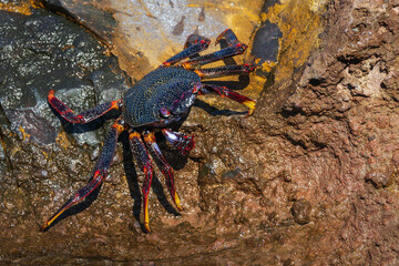 Granchi rossi di Tenerife