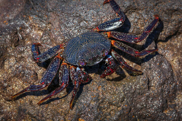 Granchi rossi di Tenerife