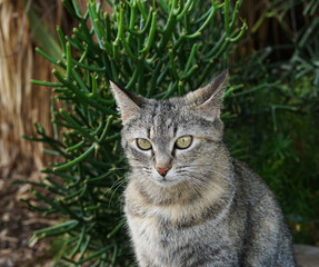 portrate of Grey canarian strapped wild cat with green eyes standing on the natural background