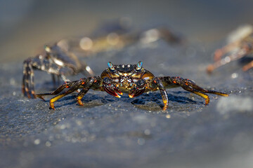 Granchi rossi di Tenerife