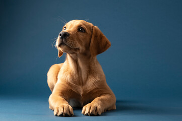 Studio shot of an adorable young golden labrador retriever puppy - 601840024