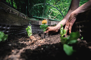 Low angle view of female hands gardening planting yellow flower