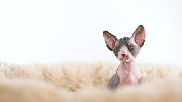 Small kittens of the sphinx breed on a gray background. Cute pets play and relax in a soft towel.