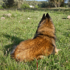Chien berger Tervueren de dos