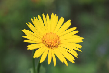 Doronicum Orientale. Leopard's bane. Yellow Daisy spring flower.  Flowering Oriental leopard's bane Plants. Yellow Doronicum flower on green background. Flowering Daisy in spring. 