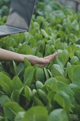 Asian woman farmer using digital tablet in vegetable garden at greenhouse, Business agriculture technology concept, quality smart farmer.