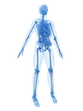 3d rendered anatomy illustration of a human skeleton with organs