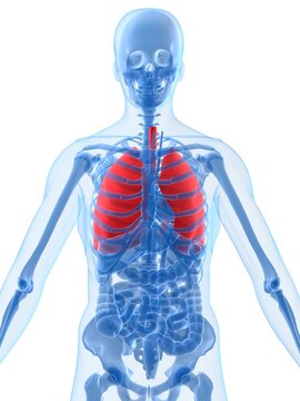 3d rendered anatomy illustration of a human skeleton with a red lung